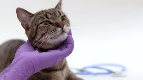 Content Tabby Cat Getting Medical Exam