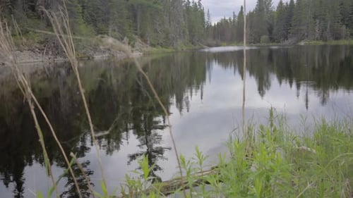 lake ontario canada wilderness forest trees