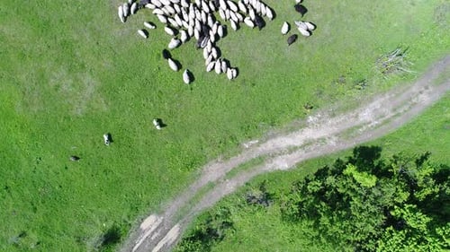 A Herd of Sheep Runs Across a Green Field in the Countryside