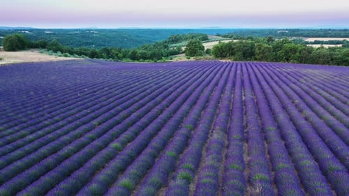 Blooming lavender fields with blue lavender flowers in summer France.