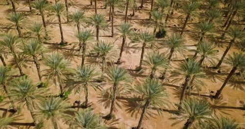 Beautiful Aerial Shot of Arava Desert in Israel Overlooking Agriculture Fields 03