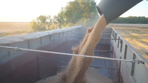 Close Up of Yellow Dry Kernels Falling From Combine Auger Into Trailer Process of Crop Wheat Loading