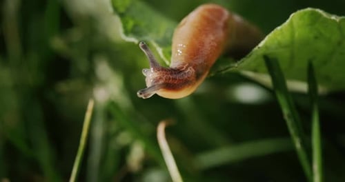 Tolle Tierschnecken kriechen auf grünem Gras