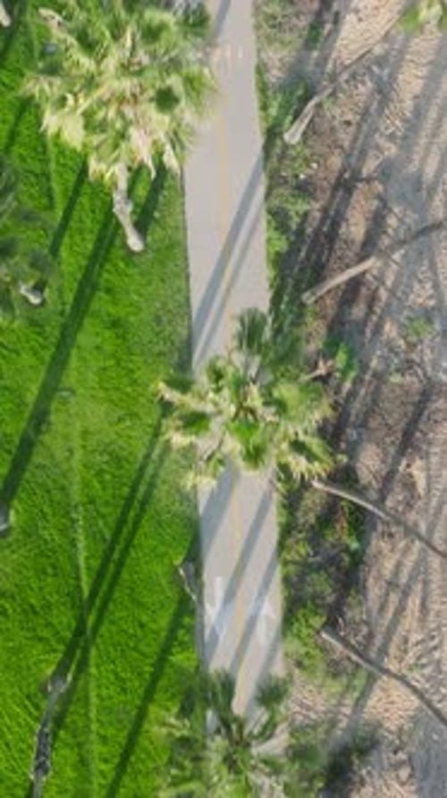 Aerial View Rollerblader Glides Along PalmLined Path