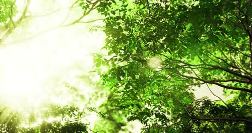 Sunlight Filtering Through Lush Green Tree Leaves in a Tranquil Forest Setting