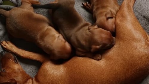 Sucker Puppies saugen die Brüste ihrer Mutter