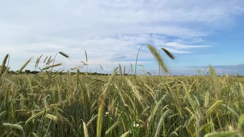 A Field with Spikelets of Rye on a Summer Day