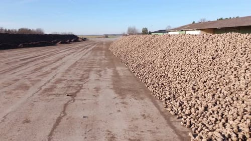 Large Pile Of Sugar Beets Used For Sugar Production - Drone shot
