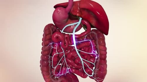 3D Human Digestive System with Animated Neural Network