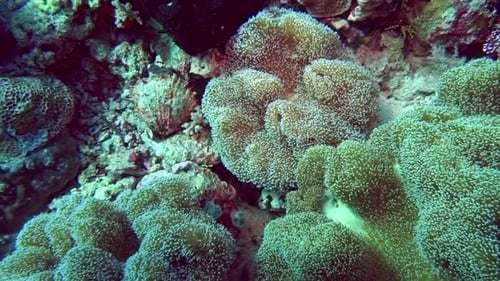 Soft and hard corals on an equatorial coral reef.