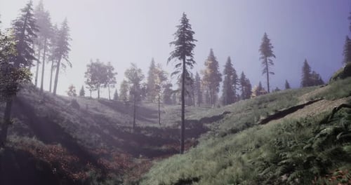 Morning Sunlight Filters Through Trees in a Serene Forest