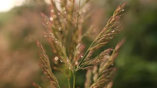 Fluffy, tall grass in golden light with water drops, close up