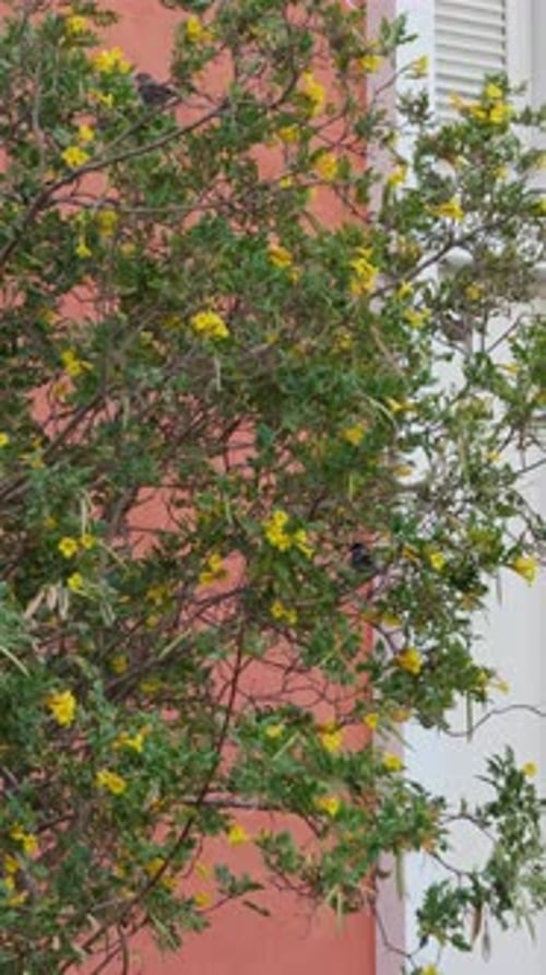 Une vue d'un grand arbre plein de fleurs, gros plan, prise de vue à faible angle