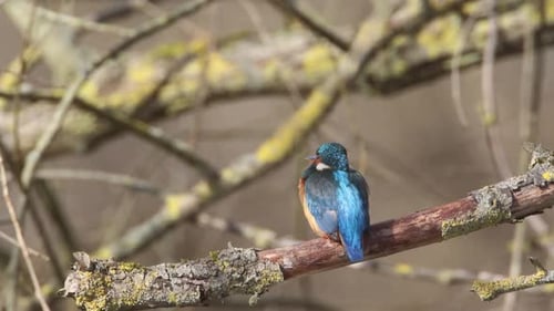 A Common Kingfisher (alcedo atthis) in the Reed, Germany