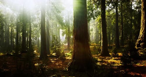 Sunlight Filters Through the Tall Trees in a Serene Forest Glade During Daytime