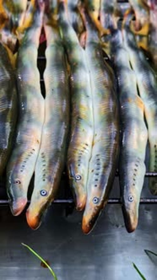 Poisson lamproie frais aligné sur le gril pour une cuisine traditionnelle