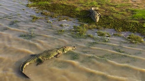 Crocodiles in Sri Lanka