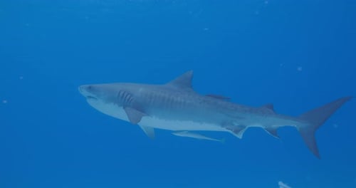 Tiger Shark Swimming Underwater in Blue Ocean