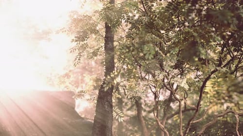 Sunlight Filtering Through Forest Canopy