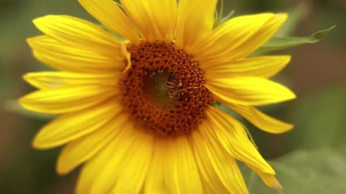 Close up honey bee collecting nectar from a sunflower.
