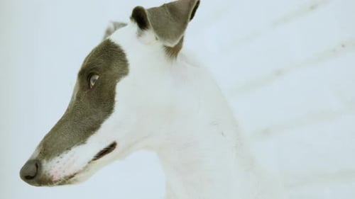 Chien whippet sous le soleil de l'après-midi