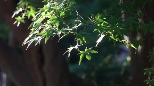 Japanese Maple Foliage Sway As The Soft Wind Blows On Sunny Day In Tokyo, Japan. - Close Up, Selecti