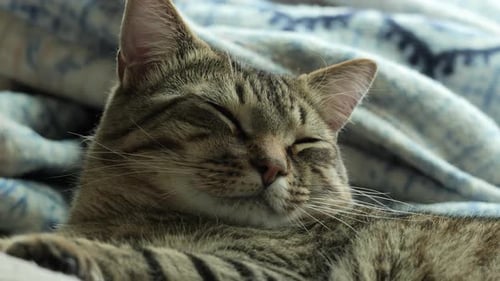 A cute tabby cat opens his eyes in slow motion