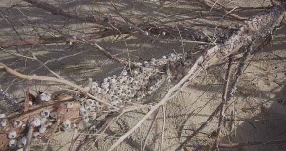 barnacles on a tree branch that washed on shore, Nature Stock Footage ...