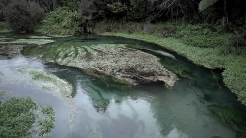 Blauer Fluss mit Binnenfluss und Vegetation im Blue Spring State Park