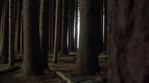 A quiet beautiful Forest in the early morning. A cold eerie day with tall pine trees, some are falle