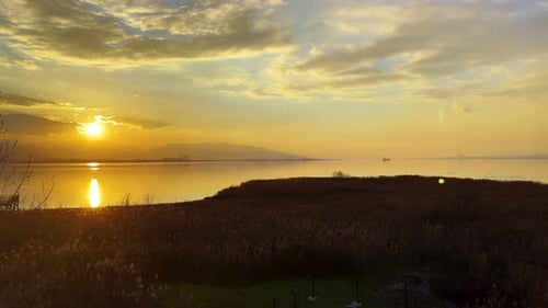Plant Reeds And Sea In Sunset 10