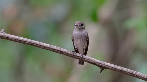 The Asian Brown Flycatcher is a small passerine bird breeding in Japan, Himalayas, and Siberia; migr
