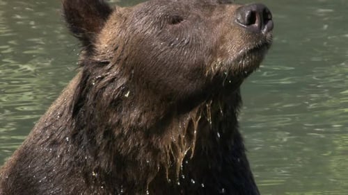 Close up face of brown bear in river sniffing air, looking at camera