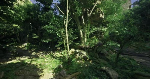 Exploring a Lush Green Forest with Vibrant Foliage and Rocky Terrain