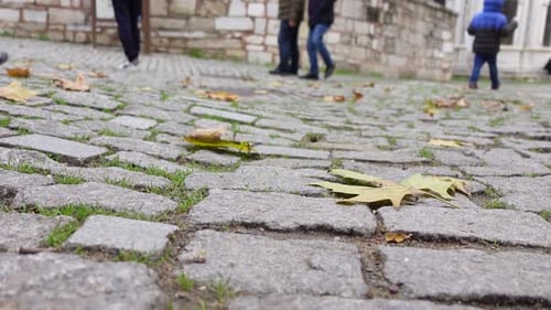 Fallen Leaves in Green Grass Closeup Autumn Garden with Dry Orange Foliage