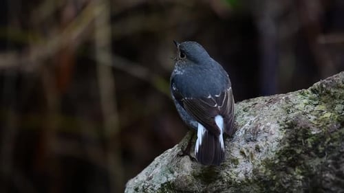 Plumbeous Water Redstart, Phoenicurus fuliginosus; female individual looking up to its left, waves i