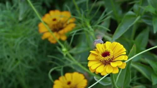 Hawk Moth Drinks Nectar from Yellow Flower