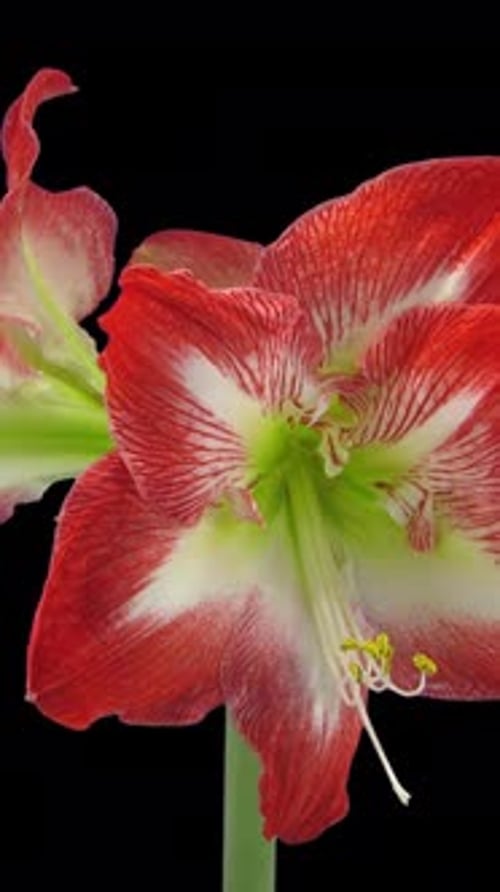 Growing and rotating Minerva amaryllis flower with ALPHA channel, vertical