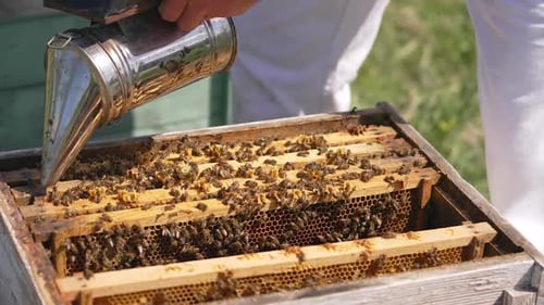 Bienen kriechen auf Rahmen im offenen Bienenstock. Imker beruhigt Bienen