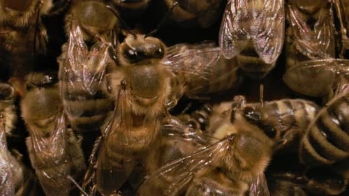 Insects Macro - Macro of bees close up in a hive honey bee