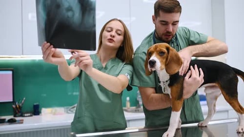 Holding the x-ray. Dog in veterinary clinic with two doctors.