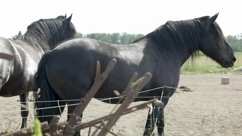 Two Black Horses Standing Peacefully in a Field