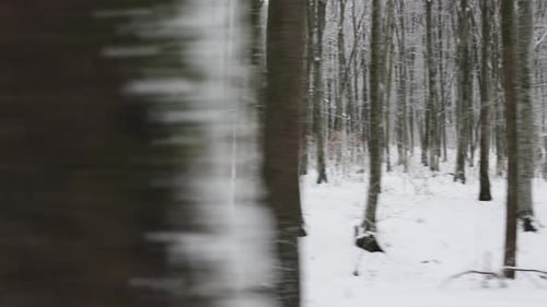 Active Guy Spending Morning Time for Jogging at Forest
