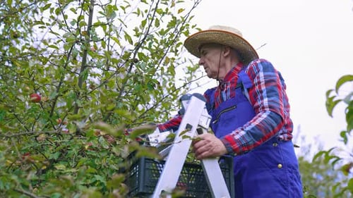Apple harvesting by farmer from the tree. Picking juicy apples from tree branches.