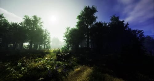 Serene Forest Path Illuminated By Morning Sunlight in Tranquil Nature Setting