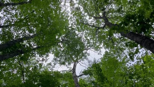 The trees and the sky