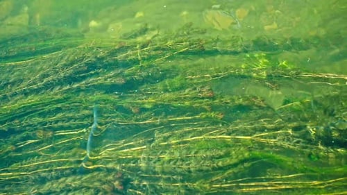 Swamp Background Texture of Green Algae in Water