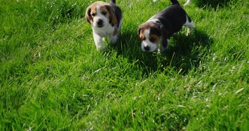 Several Little Beagle Puppies Running on Green Grass