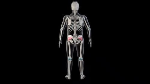 3D Human Skeleton and Hip Muscles Rotating View