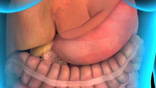 Human Pancreas Anatomy and Exocrine Function 3D Animation